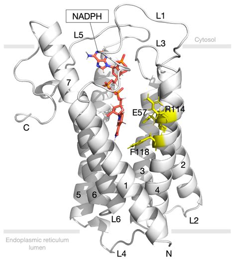 5 Alpha Reductase Hair Loss / Dutasteride In Androgenetic Alopecia An Update Bentham Science ...