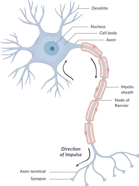 Neuron To Neuron Diagram