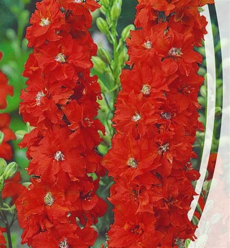 100 seeds. Organic Flower seeds Larkspur Red King Delphinium cultorum ...