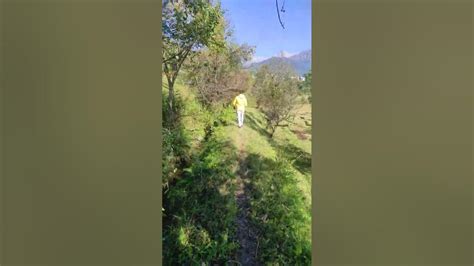 Trekking towards River at Palampur - YouTube