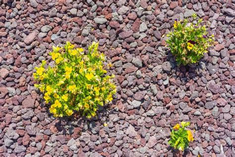 A Beginner's Guide To Lava Rock Landscaping | ShrubHub