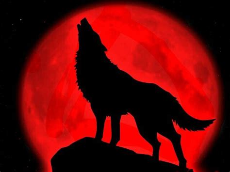 A wolf howling to the blood moon | I heart wolves | Pinterest | Wolf