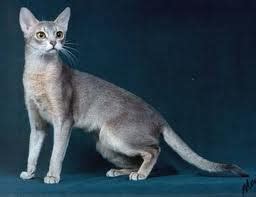 Encyclopedia of Cats Breed: Blue Abyssinian Cat