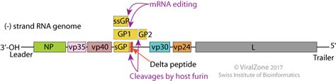 Ebola Virus- An Overview