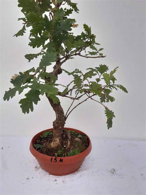 Quercus (eik) – Inheemse Bonsai Bomen