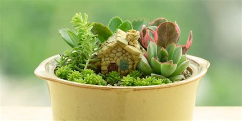 Create Your Own Miniature Garden Indoors | Platt Hill Nursery | Blog ...