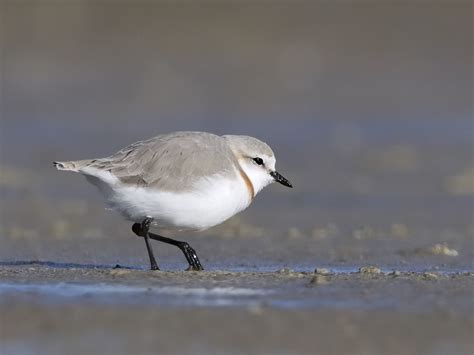 Chestnut-fronted Plover – Holmen Birding Safaris