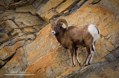 Alberta Wildlife Photography by Robert Berdan - The Canadian Nature Photographer