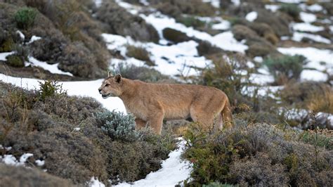 Puma walking in mountain environment, Torres del Paine National Park, Patagonia, Chile | Windows ...