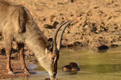 Pilanesberg National Park