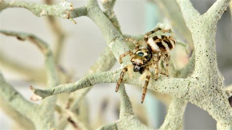 Effortless Jumping Spider Feeding: Simplified Fruit Fly Transfer - YouTube