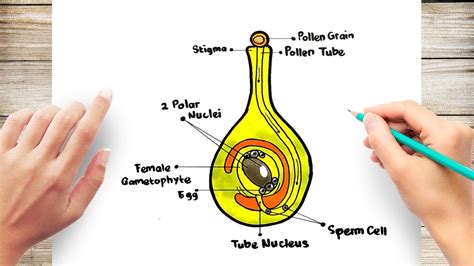 Diagram Of Fertilization In Plants