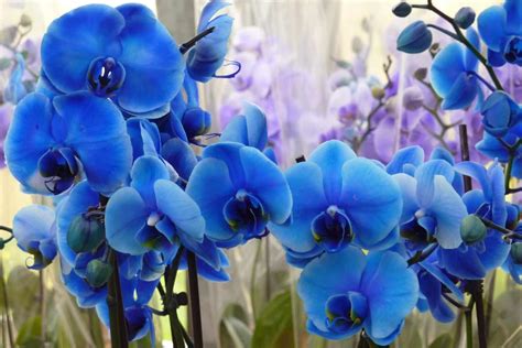 Blue Orchid Flower Meaning & Symbolism (Uniqueness & Hope)