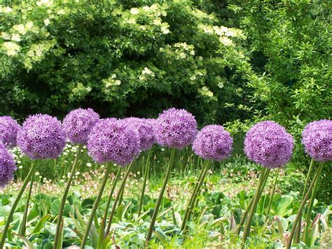 Planting allium bulbs in the garden and in containers.