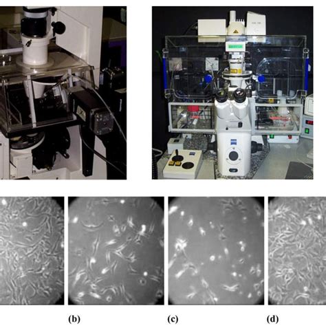 (PDF) Single Live Cell Imaging for Systems Biology