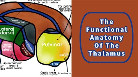 Anatomy Of The Thalamus - Anatomical Charts & Posters