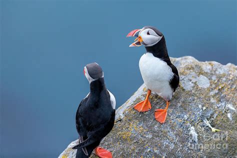 Puffin on the rock with mouth open Photograph by Arild Lilleboe