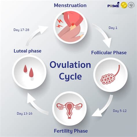 Ovulation Cycle - Ovulation cycle timeline | Prime Fertility Clinic