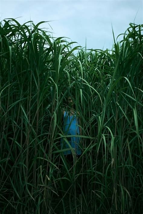 In the Tall Grass: Trailer 1 - Trailers & Videos - Rotten Tomatoes