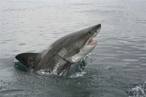 Angler reels in great white shark along Alabama Gulf Coast