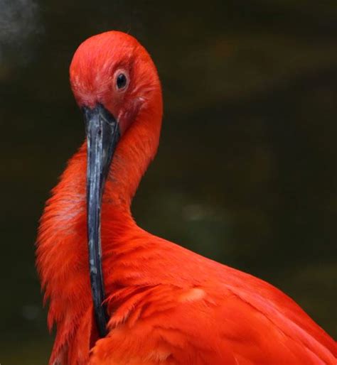 Gorgeous Scarlett Ibis. The Scarlett Ibis is a wading bird that gets its vibrant red color from ...