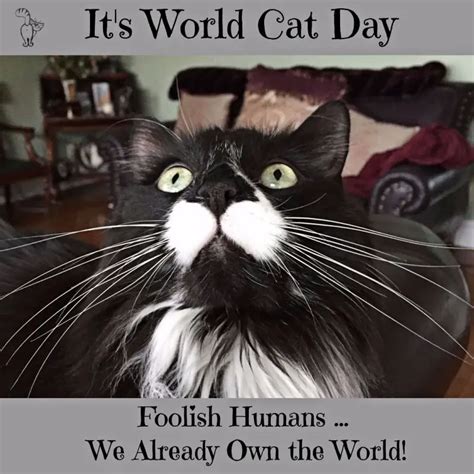 Celebrate World Cat Day - The Purrington Post