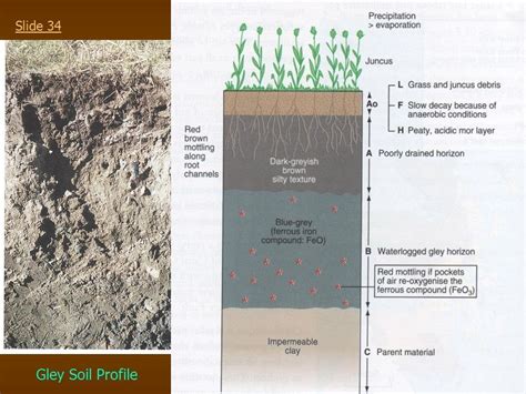 Gley Soil Profile Diagram | Quizlet