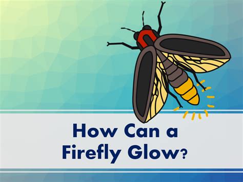 How Can a Firefly Glow? - ChemistryViews