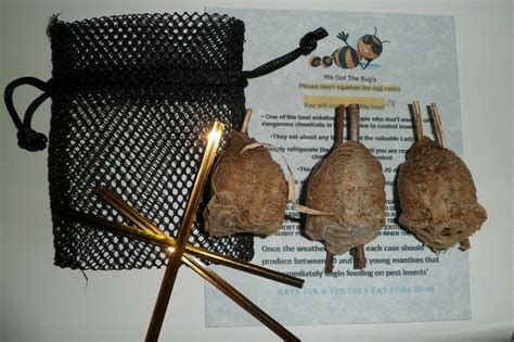 3 Praying Mantis Egg Praying Mantis Egg Cases FREE HATCHING BAG 2024 Season - Etsy