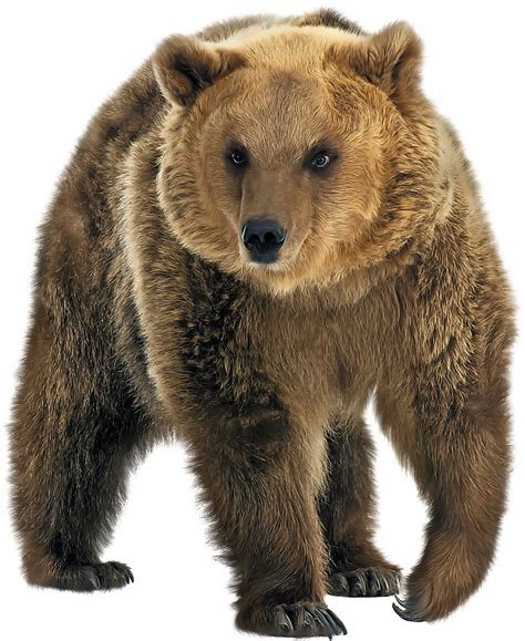 Bear Png Images | Free PNG Image