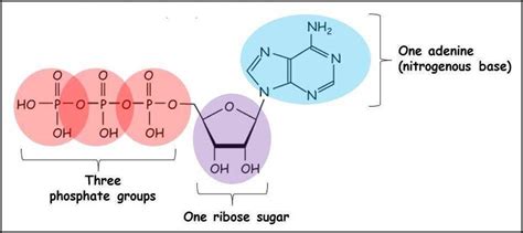 ATP structure + function | Structure and function, Cell biology ...