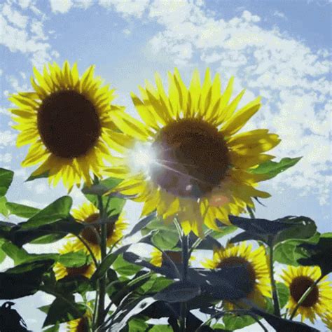 Sun Flower GIF - Sun Flower Sky - Discover & Share GIFs