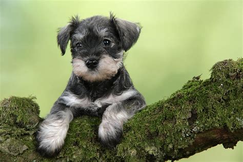 43 puppies mini schnauzer