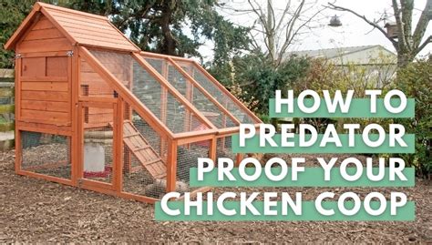 30 Ways of Predator-Proofing a Chicken Coop