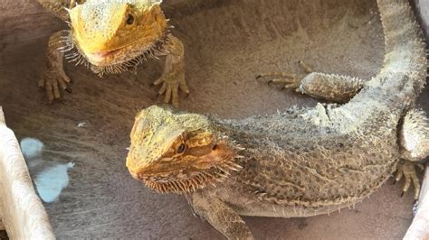 Easy Peasy Guide To Breeding Bearded Dragons » Petsoid