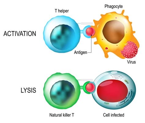 Killer T Cells