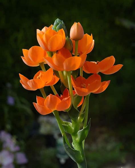 Orange Star Plant: Care, Meaning, Flower,Repotting,Poisonous(Bethlehem)