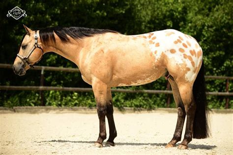 Royal Technique - Buckskin appaloosa | Appaloosa horses, Beautiful ...