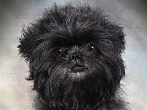 Historia de el Affenpinscher | Mascotas