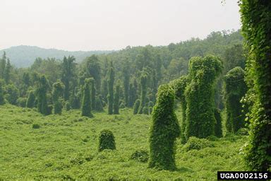 Chapter 25 Kudzu - Biological Control of Invasive Plants in the Eastern United States