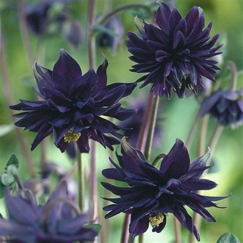 Black lotus flower plant seed ( Pack of 8 Seeds ) - Bonsai Plants Nursery