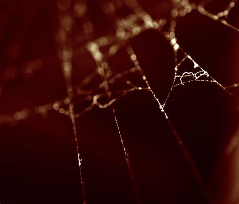 Spider Web Free Stock Photo - Public Domain Pictures