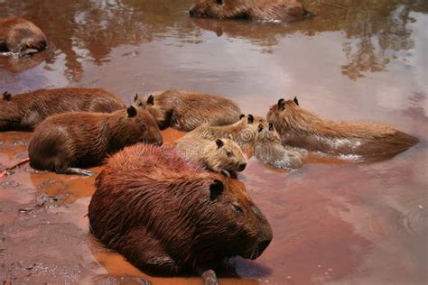 Beaver, Capybara, Mammal, Fauna Picture. Image: 116176809