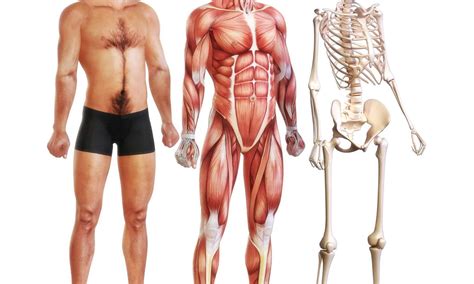 What's the Largest Muscle in The Body? - A-Z Animals