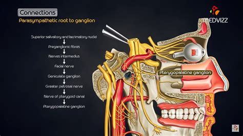 Ciliary Ganglion Pathways