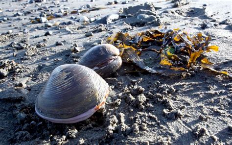 Ocean Quahog – "OCEAN TREASURES" Memorial Library