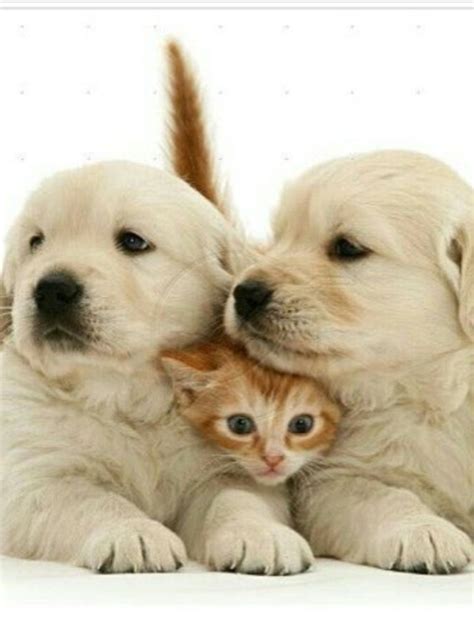 Pin by Pinner on Les Chiens ne font pas des Chats | Cute cats and dogs, Cute dogs, Cute baby animals