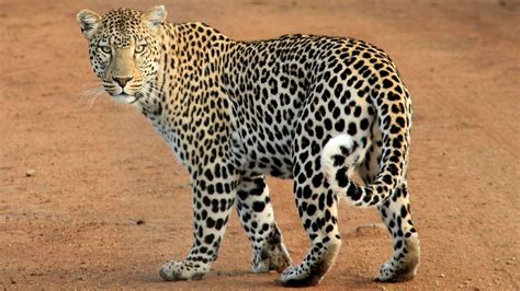 Leopard Fact Sheet | Blog | Nature | PBS