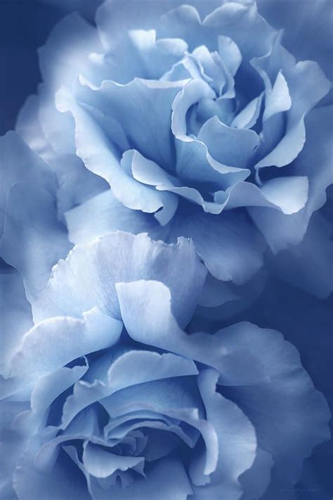 baby blue roses wallpaper - Janise Omalley