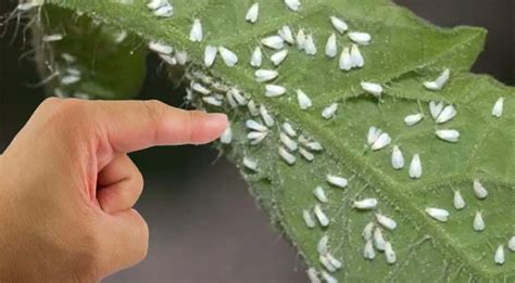 Whitefly Control: Effective methods for the garden and greenhouses – Tipsin the Garden